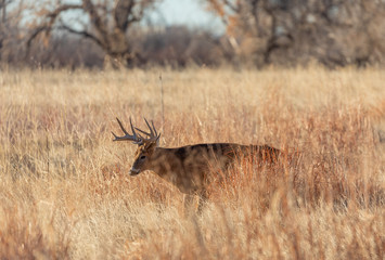 Buck Whitetil Deer in Colorado in Autumn 