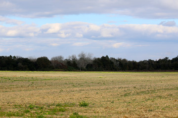 Fototapeta premium farming and agriculture in the alabama countryside