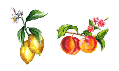 Hand drawn bright watercolor fruit set. Food illustration with lemon, banana, avocado, peach