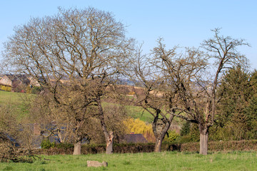 Les arbres de la prairie