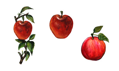 Hand drawn bright watercolor fruit set. Food illustration with lemon, banana, avocado, peach