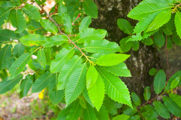 chestnut leaves, trunks and tree branches