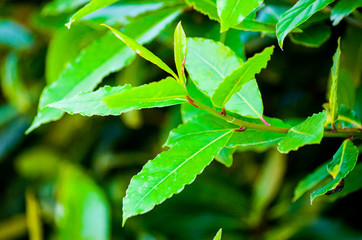 bay leaves, trunks and branches