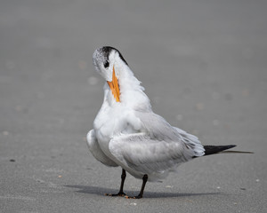 Royal tern preening on the beach