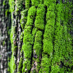 trunks and tree branches with moss
