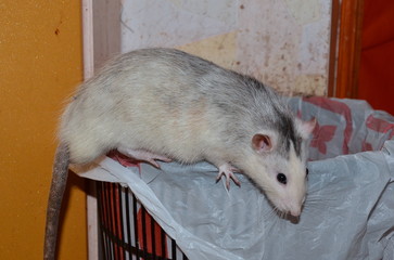 A grey house rat crawled on a garbage can in search of food