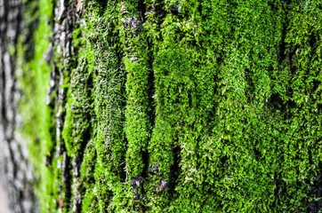 trunks and tree branches with moss