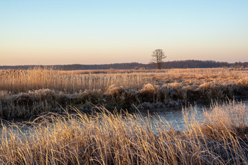 Poranek w Narwiańskim Parku Narodowym. Rzeka Narew. Polska Amazonia. Podlasie. Polska © podlaski49