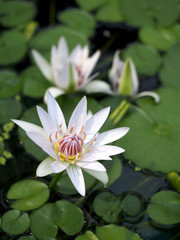 水辺で咲く熱帯睡蓮　ニンフェアコロラータの白色の花