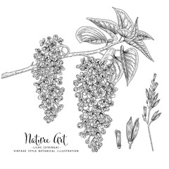 Sketch Floral decorative set. Lilac (syringa) flower drawings. Black and white with line art isolated on white backgrounds. Hand Drawn Botanical Illustrations. Elements vector.