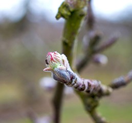 image of an apple bud ,agricuture and new life concept