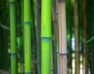 bamboo forest, excellent for rivers and gardens