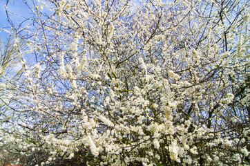tree in spring with white flowers