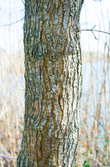 trunks and tree branches in nature
