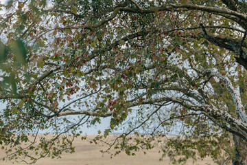 tree in spring