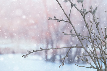 pussy-willow willow / branches bloom, spring concept, Easter holiday, background