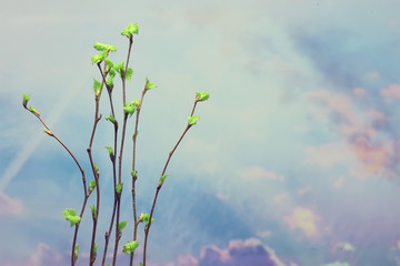 small branches with buds leaves / spring background, concept freshness botany youth