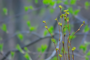 small branches with buds leaves / spring background, concept freshness botany youth
