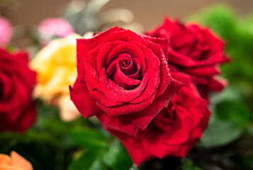 Bouquet of fresh roses, flower bright background.