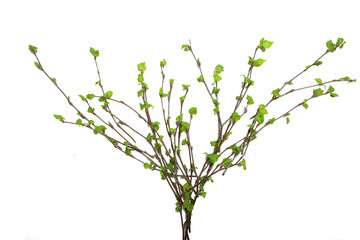 white background branches small leaves spring / isolated on white young branches with buds and leaves, spring frame