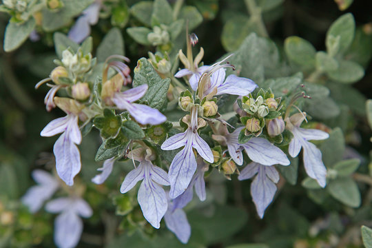 Teucrium fruticans	