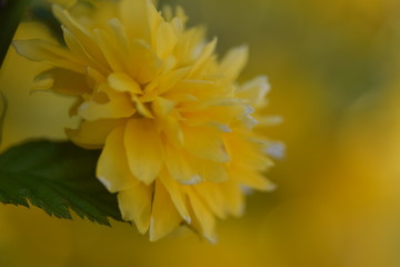 close up of a yellow flower