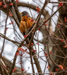 American Robin