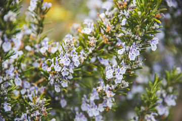 Rosemary Herb Cooking and Flower