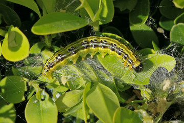 Chenille de la pyrale du buis	