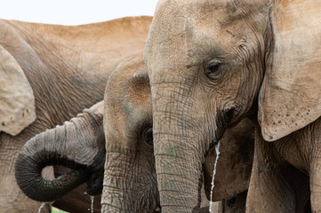 Elefantenherde trinkt gemeinsam am Wasserloch; Addo Elephant National park, Südafrika