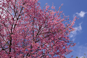 Wild Himalayan Cherry with blue sky at Chiang Mai province, Thailand
