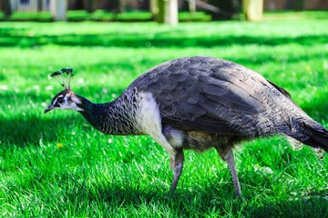 peacock in park