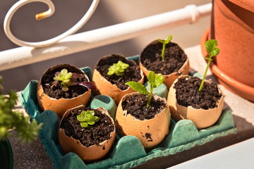  Seedling growth in eggshells. Lemon tree and succulent plants on the windowsill