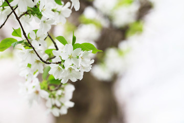 Obraz premium 桜（オオシマザクラ）