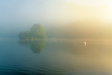 Fototapeta premium Swan Swimming On Calm Misty Lake On A Beautiful Spring Morning In The Lake District, UK.
