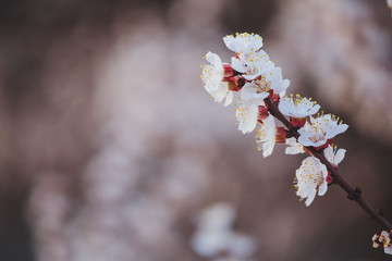 Beautiful floral spring abstract background of nature. Branches of blossoming apricot macro with soft focus on gentle light blue sky background. For easter and spring greeting cards with copy space