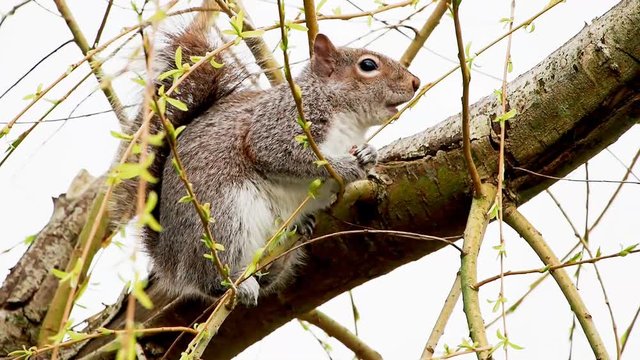 A Grey Squirrel (Sciurus carolinensis) eating spring shoots acrobatically from a tree at Daisy Nook, Oldham