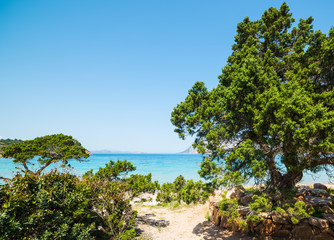 green pine trees in Capo Coda Cavallo beach