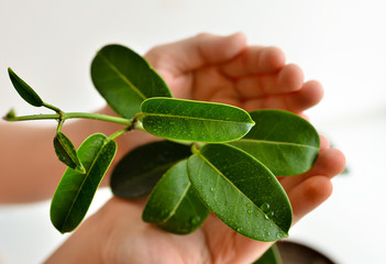  A man caring for plants. Sprout, seedlings for the garden