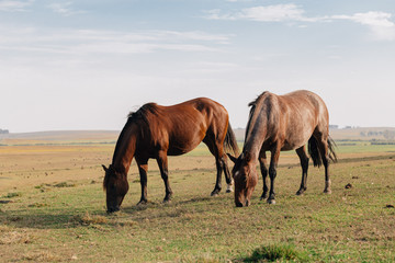 Fototapeta na wymiar two horses in the field