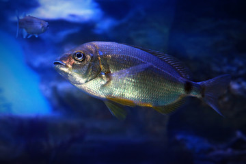 Annular sea bream (Diplodus annularis), marine fish