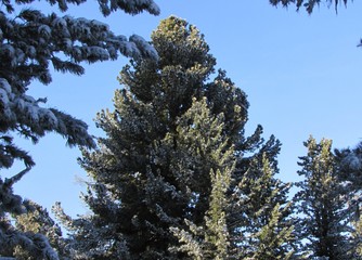 pine tree