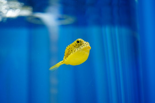 ハコフグ Images Browse 96 Stock Photos Vectors And Video Adobe Stock