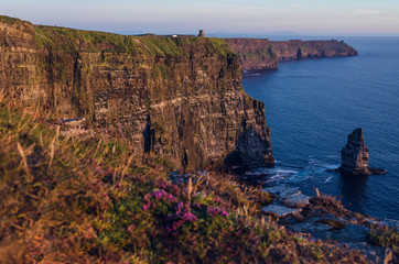 Cliffs of Moher with flowers in the front