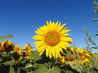 Tournesol