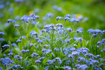 blue flowers in grass