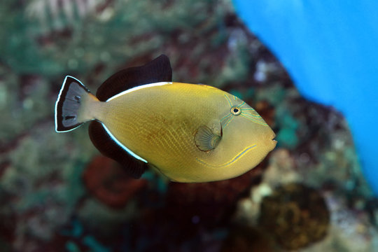 Melichthys indicus - Indian triggerfish in sea water