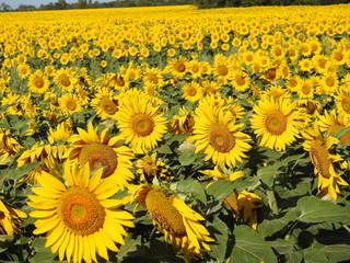 Champs de tournesols