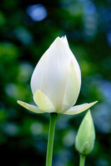 9 June 2008 White lotus flower or water lily at summer time