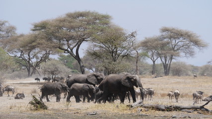 Obraz premium Elefantenherde in der Serengeti, Tansania